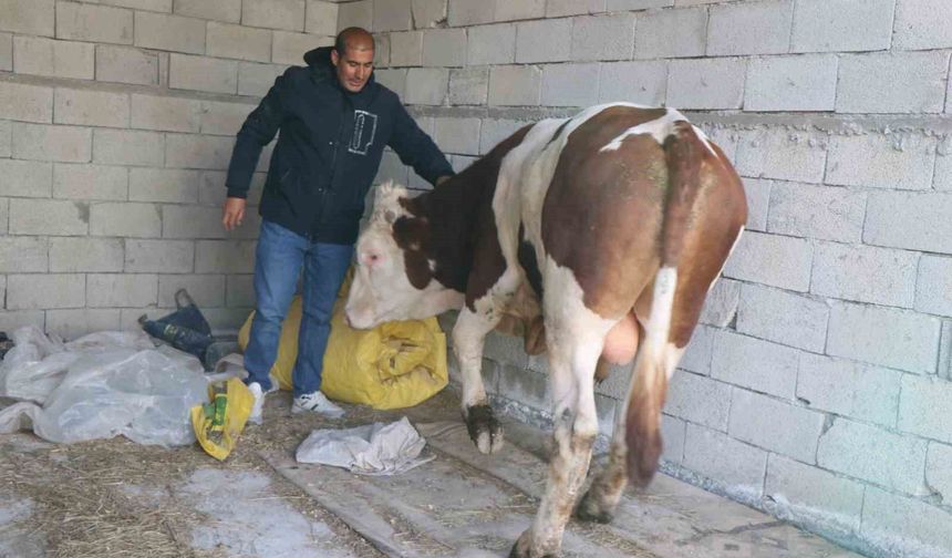 Diyadin'de besicilik geçim kapısı oldu
