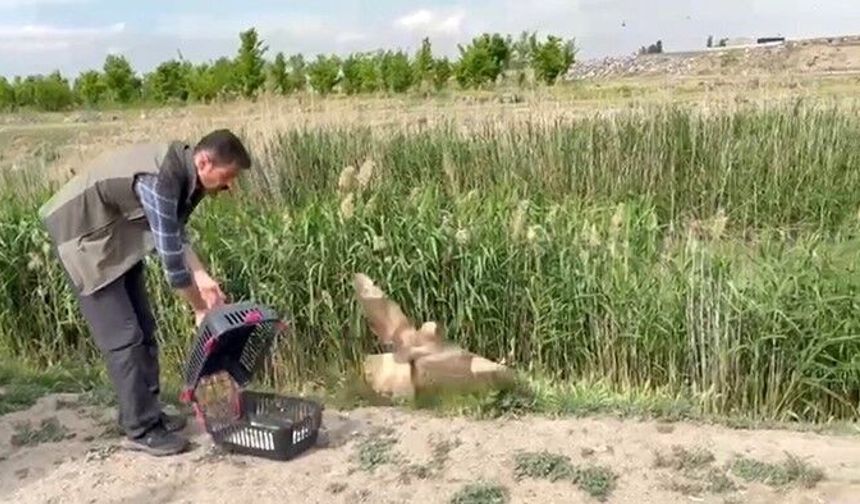 Iğdır'da yaralı bulunan şahin yeniden doğaya bırakıldı