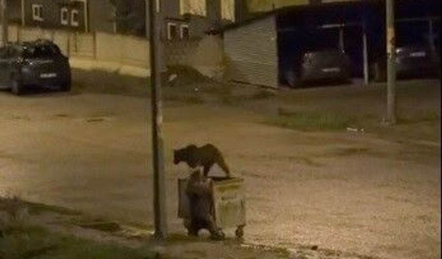 Kars'ta ayıların görev paylaşımı: Biri yedi, diğeri nöbet tuttu