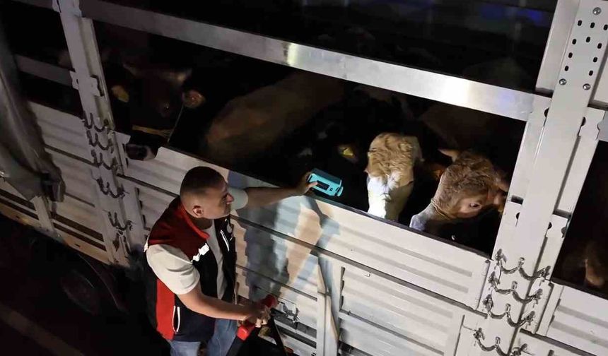 Kurban Bayramı öncesi İstanbul'da sevk noktalarında yoğun mesai