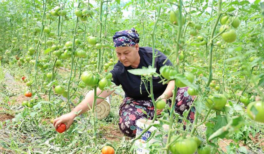 Üretilen dangalak domatesin hasadı başladı