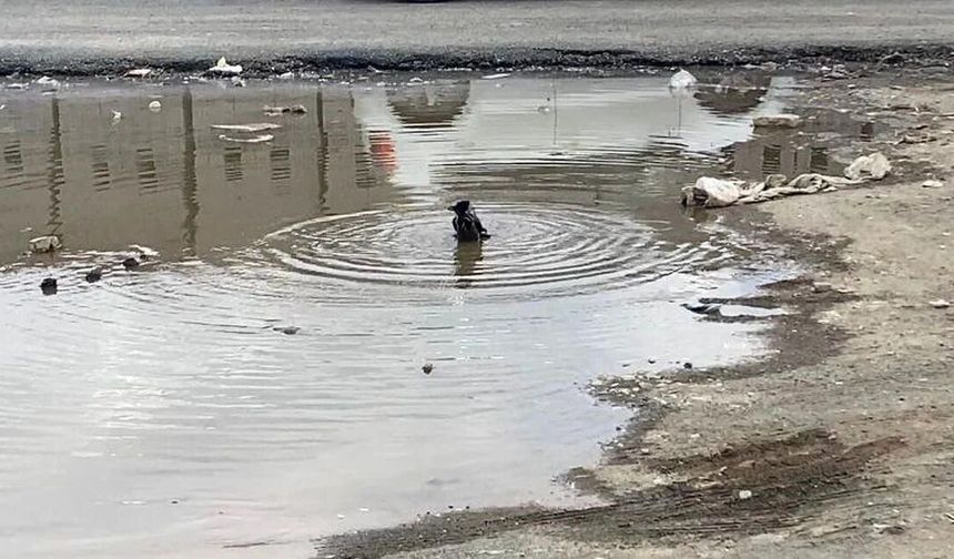 Iğdır'da karganın banyo keyfi