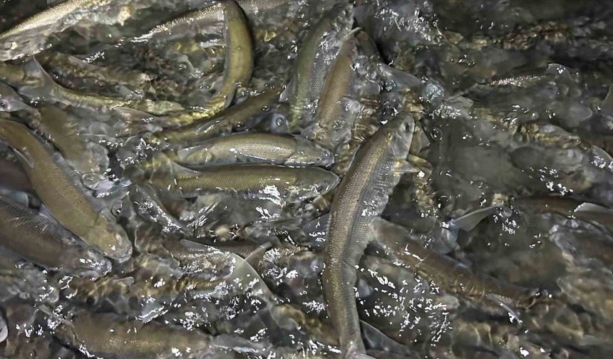 Van Gölü'nde inci kefali göçü başladı: Ekipler sağanak yağış altında nöbette