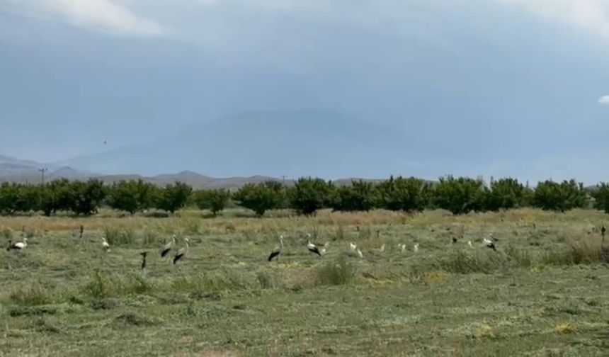 Iğdır'da Yonca Hasadı Leyleklerin Ziyafet Alanına Döndü