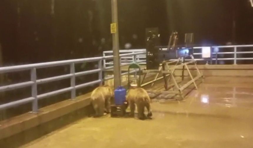 Barajda gece nöbeti tutan güvenlikçiye iki ayı yavrusu sürprizi