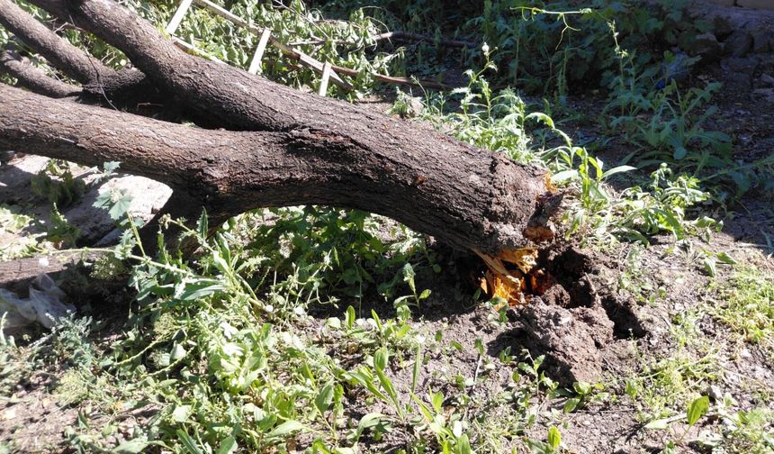 KARAKOYUNLU’DA ŞİDDETLİ RÜZGÂR KAYISI AĞACINI DEVİRDİ