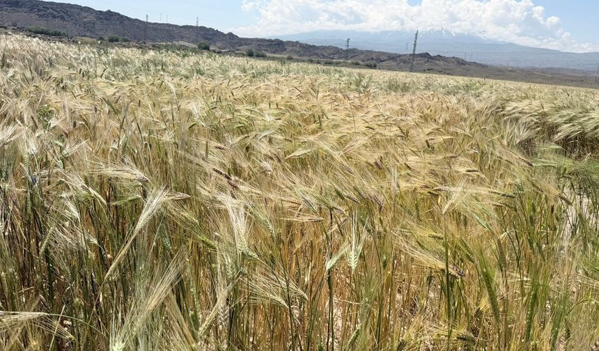 Iğdır Ovası’ndaki Arpalar Sarardı