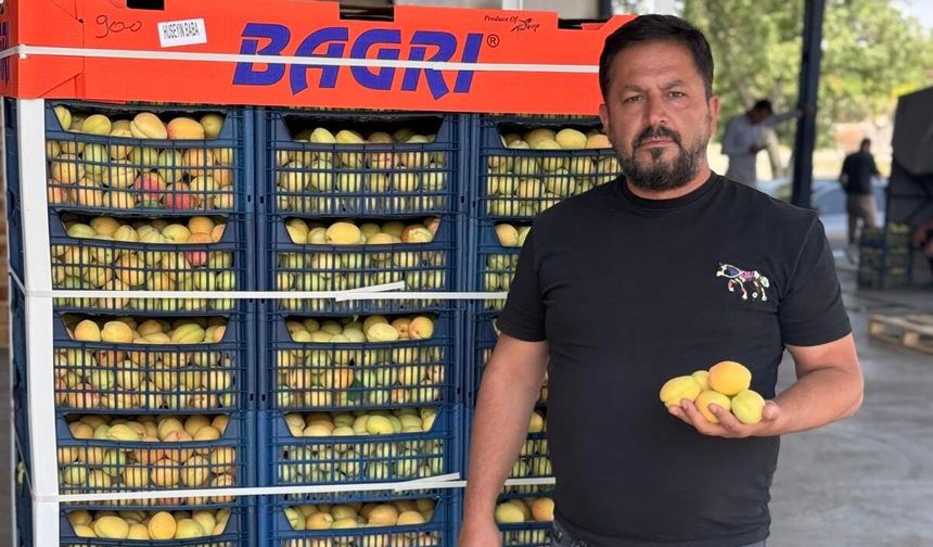 Iğdır’da Kayısı Hasadı Başladı