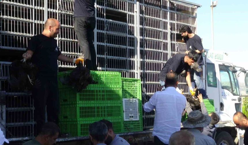Gercüş'te 107 üreticiye yüzde 75 hibeli tavuk ve yem dağıtıldı