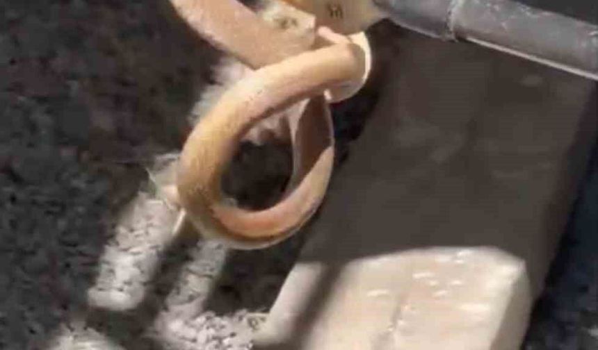 Iğdır'da eve giren yılan paniğe neden oldu