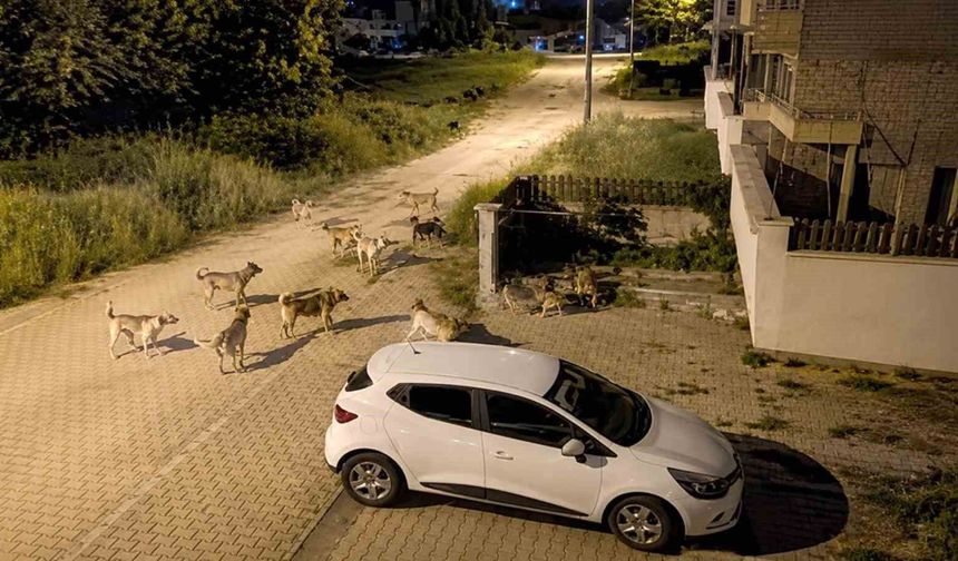 Köpek sürüsü tedirginliği