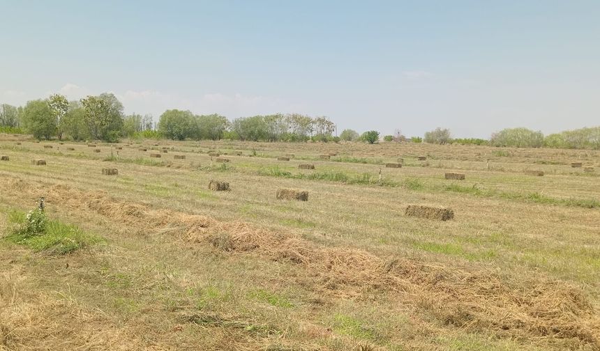 Iğdır'da İkinci Biçim Yonca Hasadı Tamamlandı, Balyalama Çalışmaları Başladı