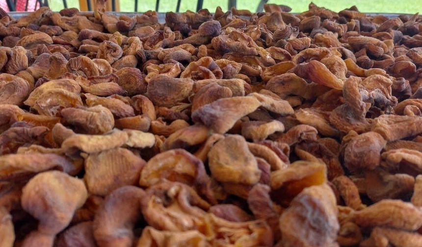 IĞDIR’IN SARI ALTININA YOĞUN İLGİ: KURU KAYISININ KİLOGRAMI 750 TL’DEN SATIŞTA