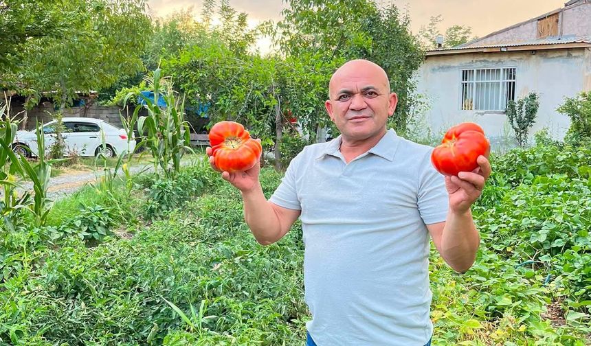 Iğdır'ın Süper Domatesi Adı Gibi Süper