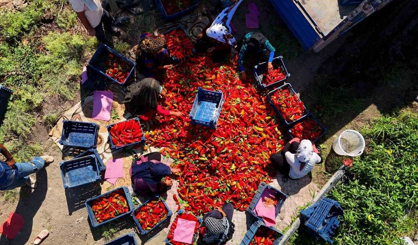 Adana'da kapya biber hasadı başladı: Verim ve fiyat çiftçiyi sevindiriyor