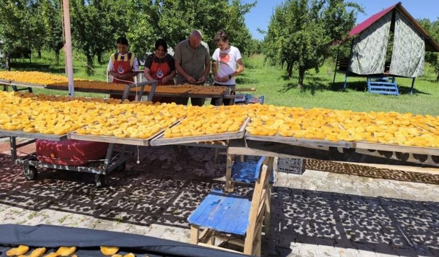 IĞDIR’DA KADIN EMEĞİ KAYISIYA DEĞER KATARAK EKONOMİYE CAN VERİYOR