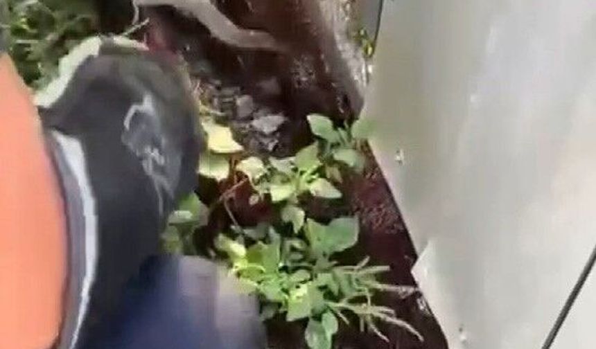 Ağa dolanarak mahsur kalan yılanı itfaiye kurtardı