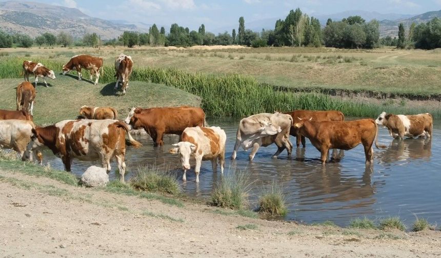 Aşırı sıcaklar inekleri de suya indirdi