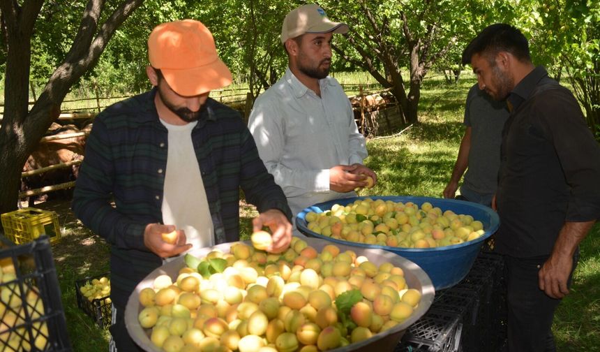 IĞDIR’DA KAYISI HASADI BURUK BAŞLADI