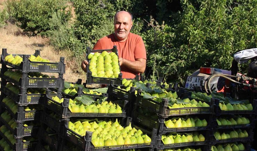 Dünyanın ilk incirinde son hasat bereketi