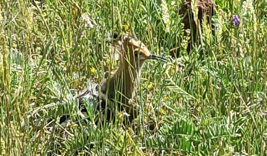 İbibik kuşu Ardahan'da görüntülendi