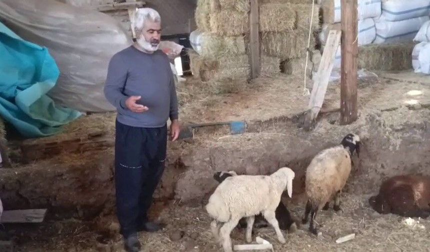 Kurtlar ağıla girdi: 14 koyun telef oldu, 30 hayvan kayboldu