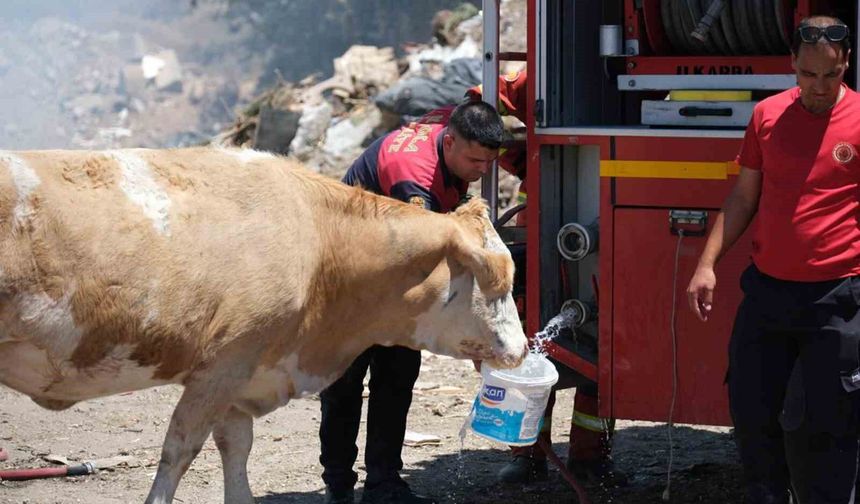 Yangın bölgesinde susayan ineklere temiz can suyu