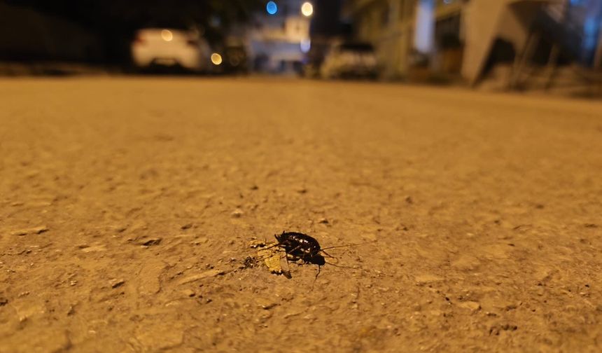 IĞDIR’DA BÖCEK ALARMI: CADDE VE SOKAKLARI LAĞIM BÖCEKLERİ SARDI!