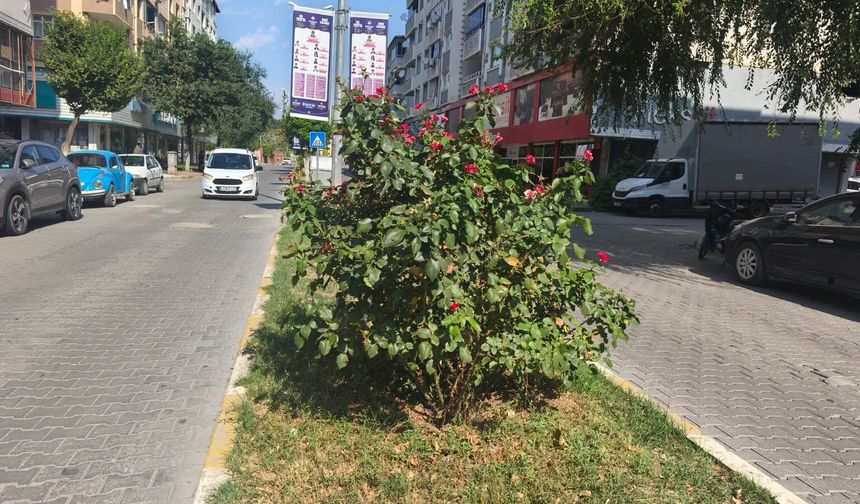 Iğdır’da Sağanak Yağış Çiçeklere Can Suyu Oldu