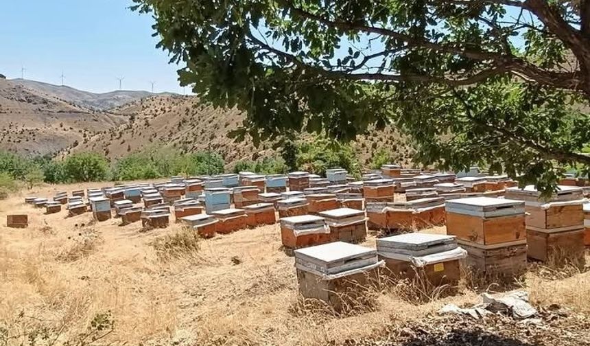 Bal sağımı başladı