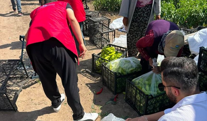 Türkiye’nin Dört Bir Yanından Gelen Damla Gönüllüleri Iğdır’da Hasada Katıldı