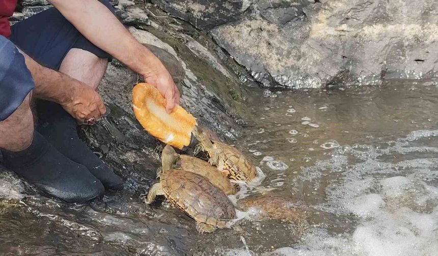 Doğa Fotoğrafçısı Kaplumbağaları kendi eliyle besliyor