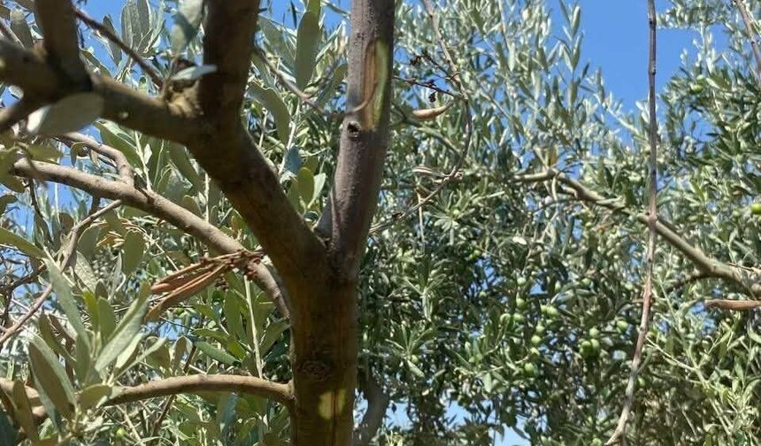 Menteşe'de zeytin ağaçlarında Verticillium solgunluğu kontrolleri yapıldı