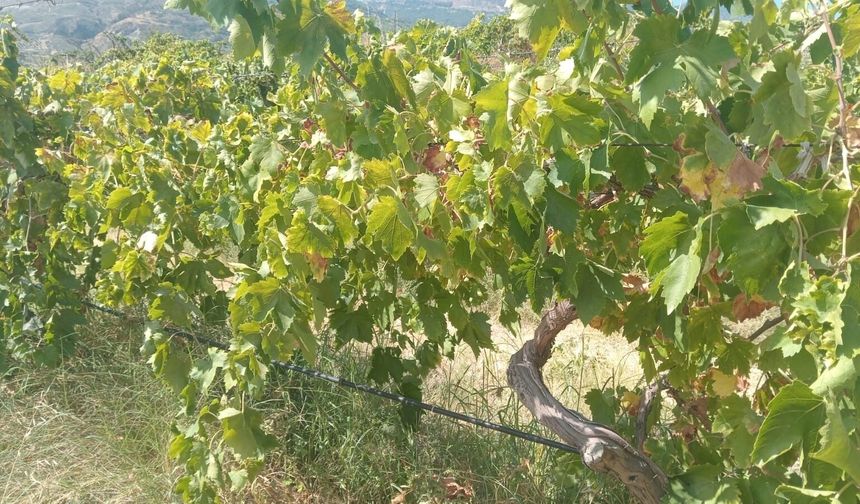 2 ton üzüm hırsızlığının şüphelileri yakalandı