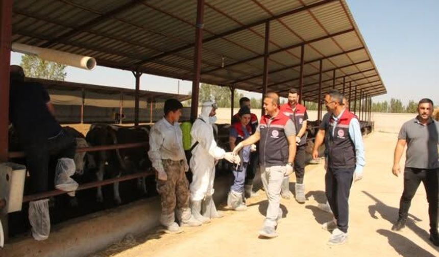 Iğdır’da Hayvan Hastalıklarıyla Mücadele Sürüyor: Aşılama Çalışmaları Yerinde İncelendi