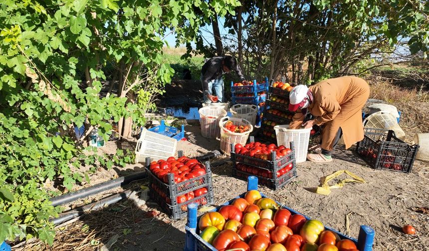 Iğdır’da Süper Domates Hasadı Başladı