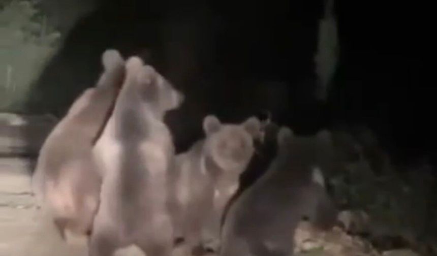 Anne ayı ve 3 yavrusu görüntülendi