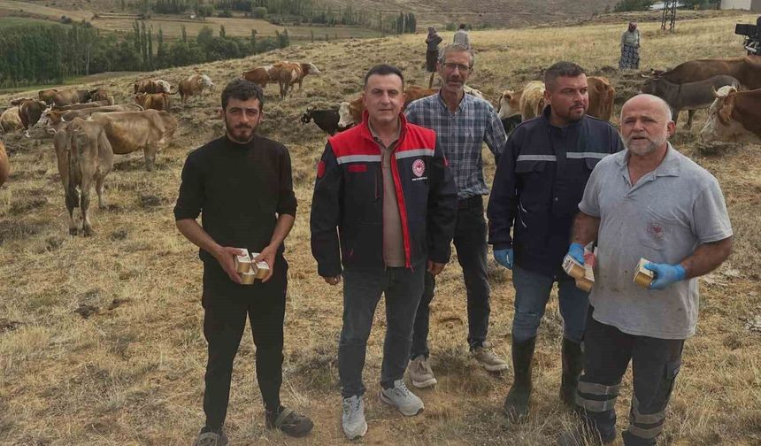 Aydıntepe'de hayvan yetiştiricilerine yonca zehirlenmesi uyarısı