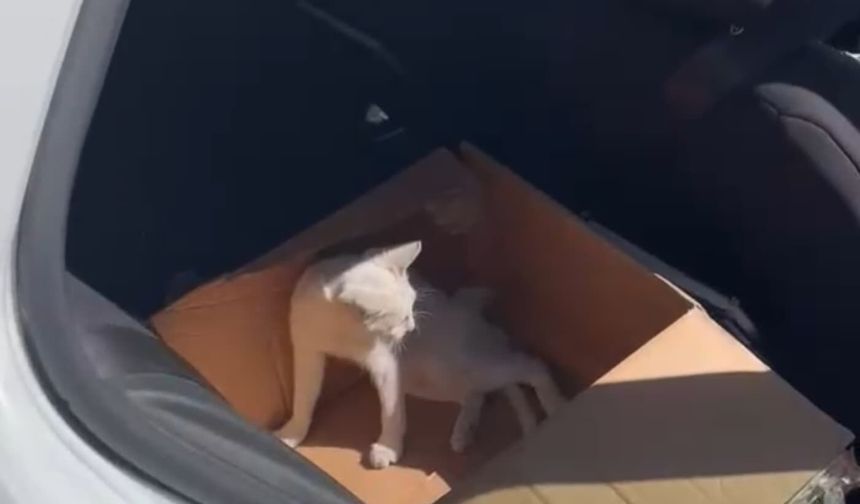 Iğdır’da Trafik Kazasında Yaralanan Kediye Iğdır Üniversitesi Sahip Çıktı