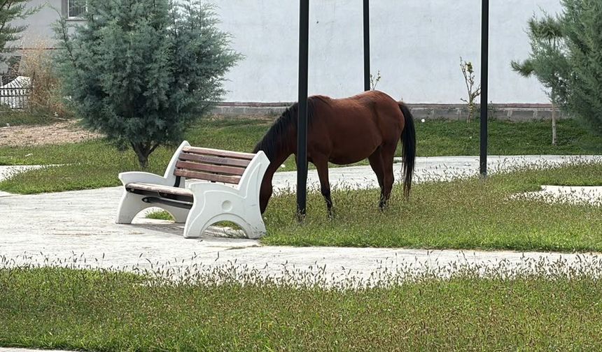 IĞDIR’DA PARK VATANDAŞA DEĞİL, ATLARA KALDI!