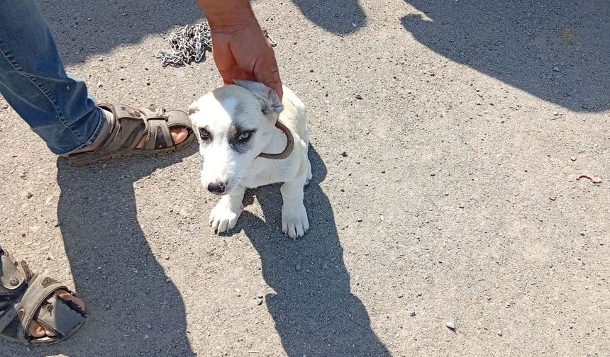 Kırsaldaki Can Dostlarımıza Şefkat Eli: Iğdır İl Özel İdaresi Sahipsiz Hayvanları Koruma Altına Alıyor