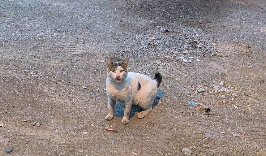 IĞDIR'DA ENDİŞE VERİCİ MANZARA: SOKAKLARDA KUYRUKSUZ KEDİ SAYISI ARTIYOR