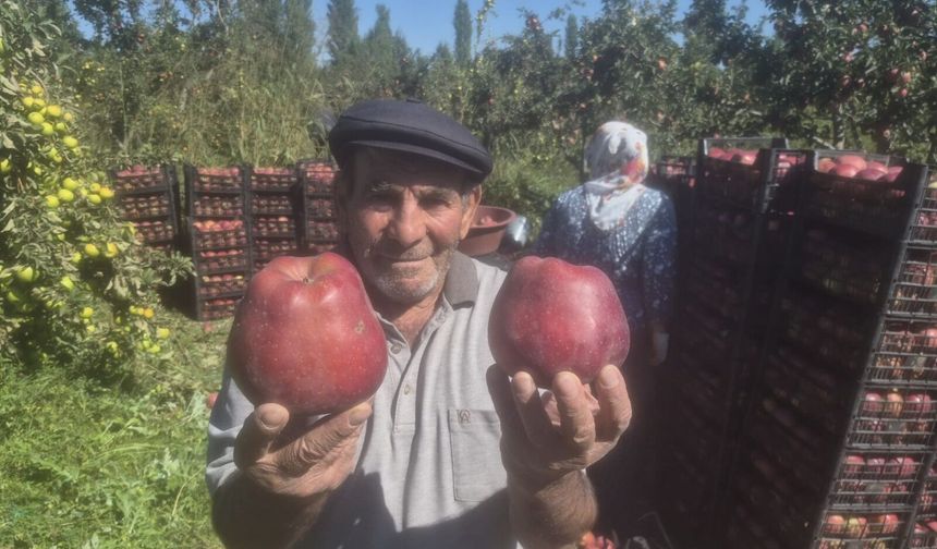 Iğdır’da Al Elma Hasadı Başladı : Üretici Ürününü Satamıyor