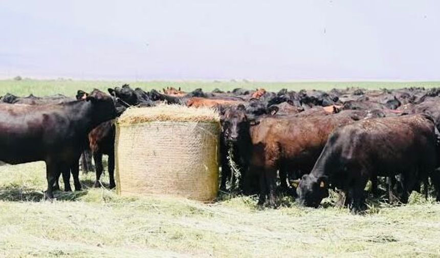 Yurt Dışı Sığır İthalatı Başvuruları Başladı