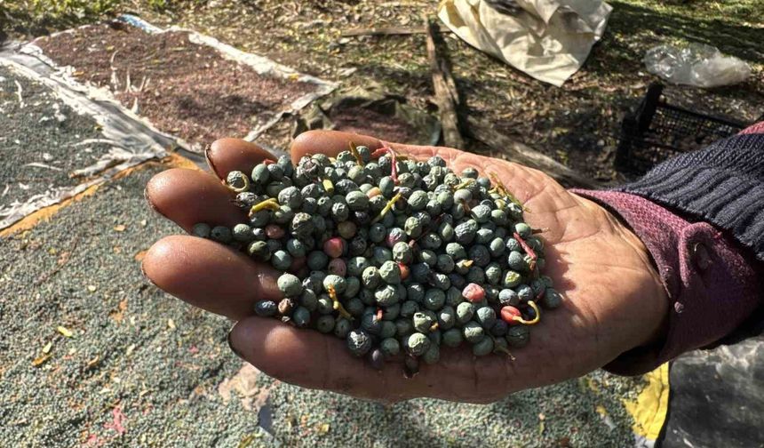 Meyvesi 300, yağı bin 200 liradan satılıyor; posası bile değerlendiriliyor
