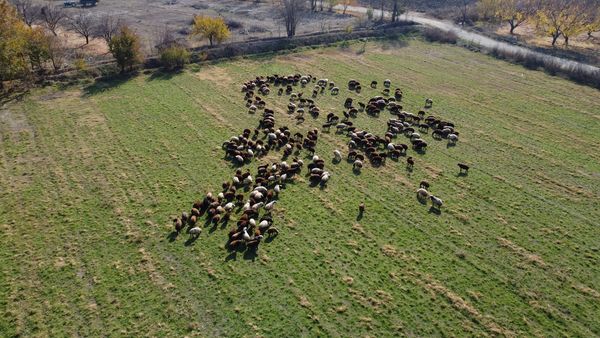 Koyun sürüsü drone ile  fotoğraflandı