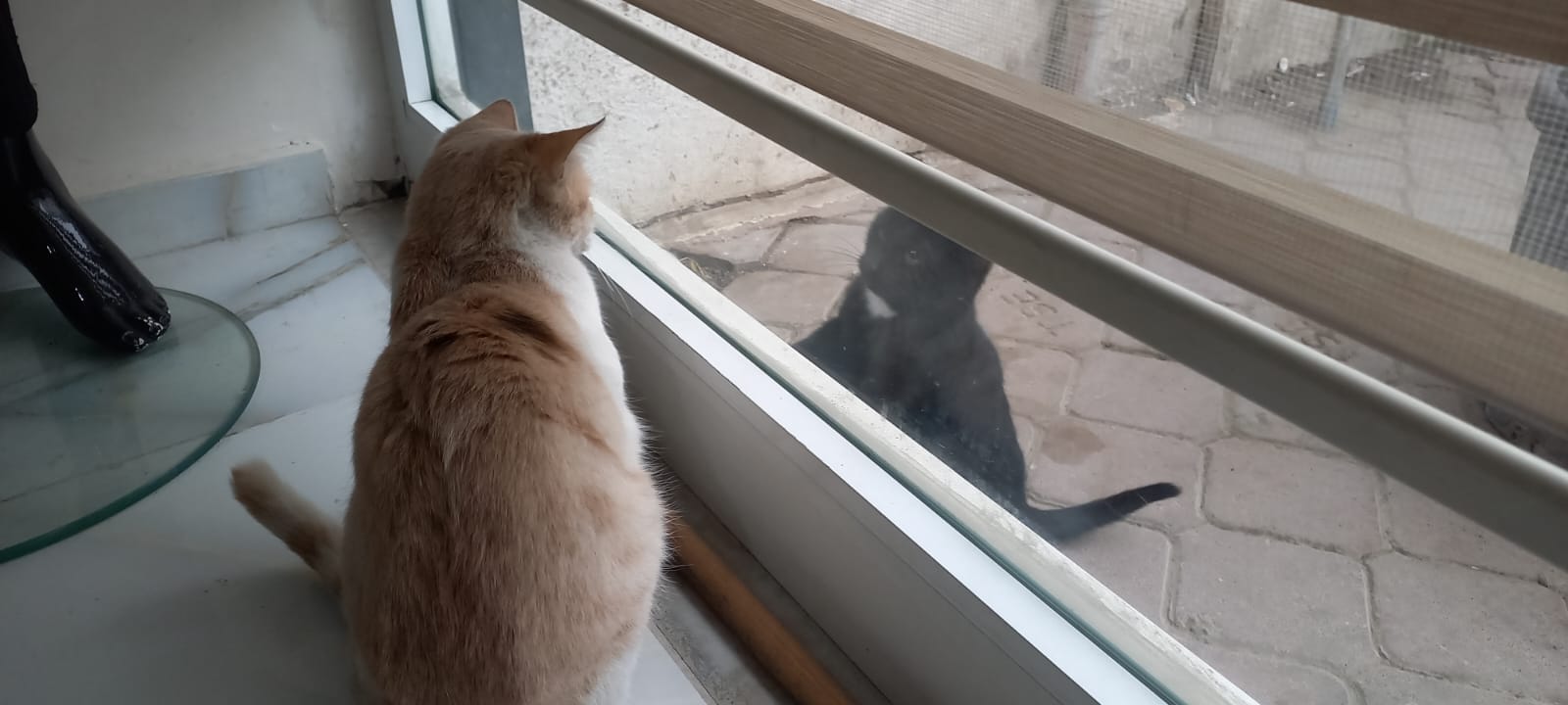 Soğukta Üşüyen Kedi Iğdır Azerbaycan Evine Sığındı