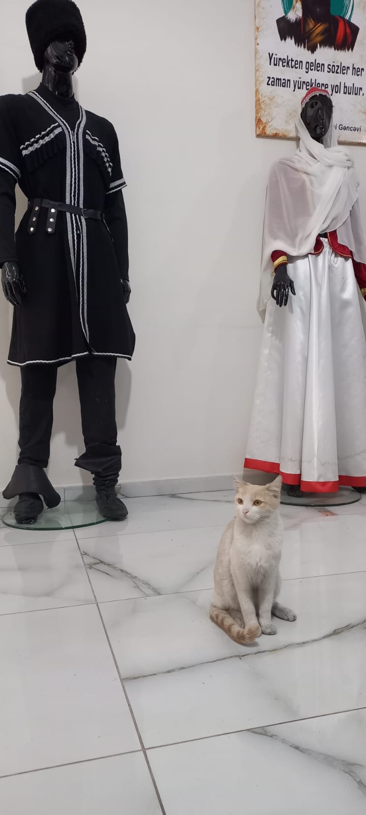 Soğukta Üşüyen Kedi Iğdır Azerbaycan Evine Sığındı