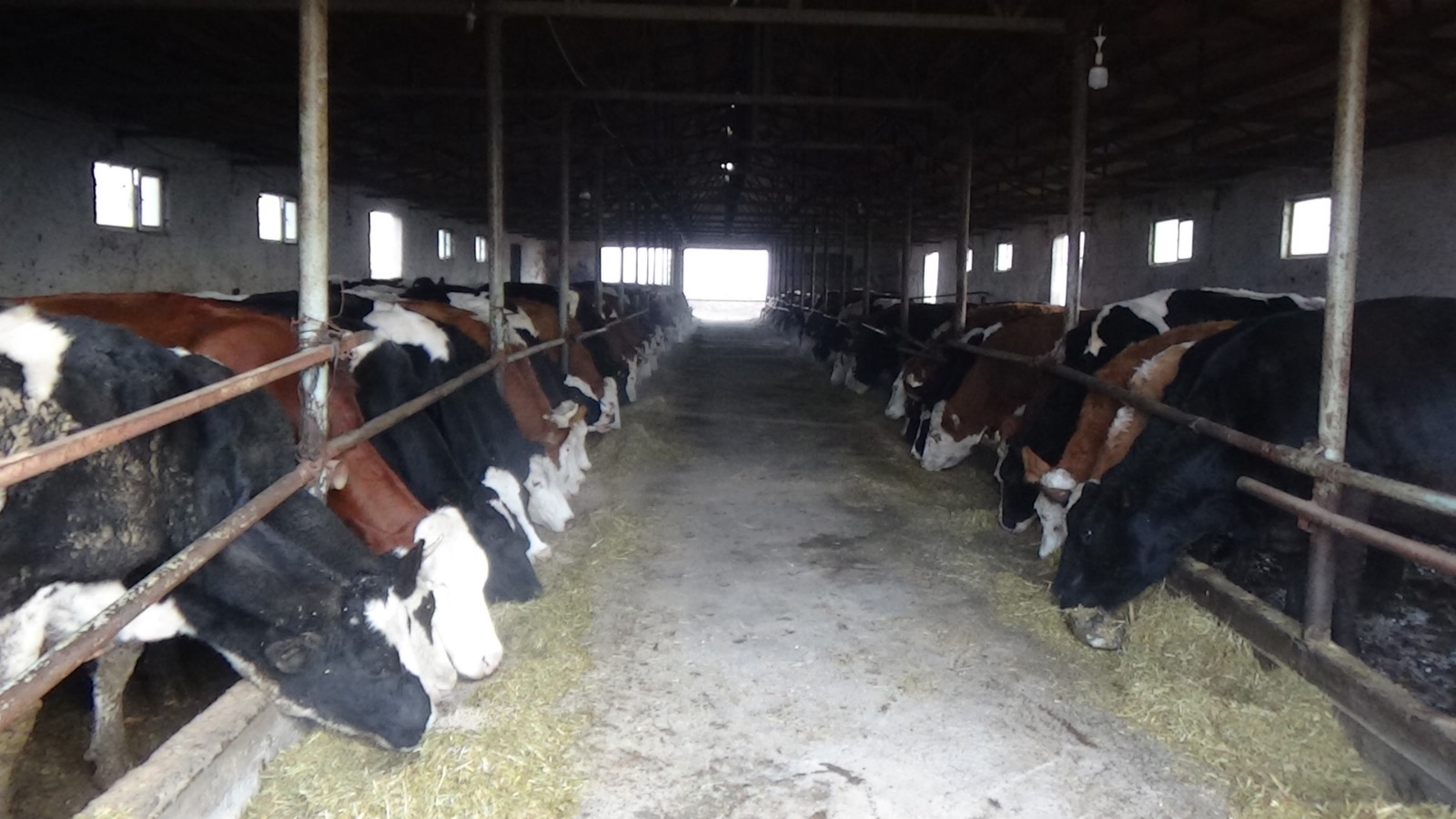 Iğdırlı Süt Üreticileri: “Yeni Yılda Süt Alım Fiyatı 20 Lira Olmalı”