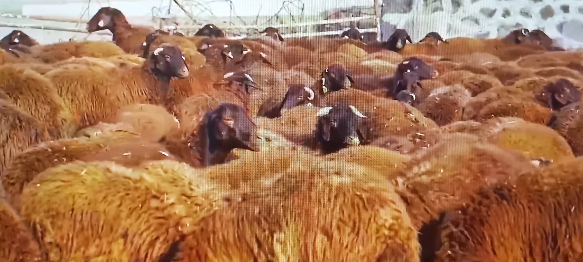 İl Tarım ve Orman Müdürü Tingiş, TİGEM